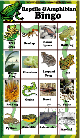 Reptile and Amphibian Bingo